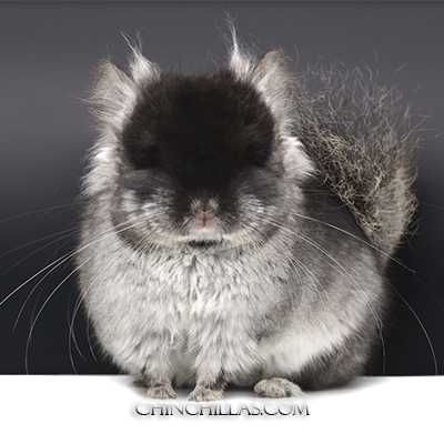 chinchillas for sale