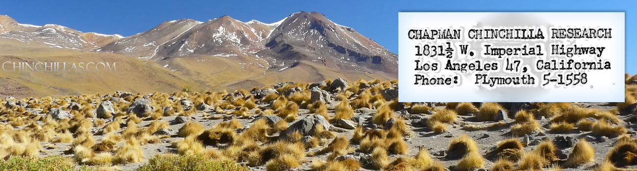 Feature Image for Mathias & R.E. Chapman Chinchilla Research