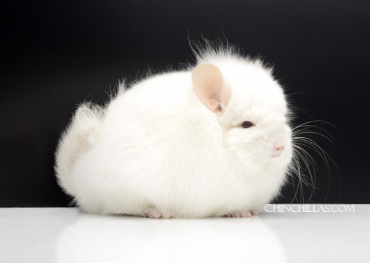 Feature Image for The Long Furred Type of Mutation of Roy Wilson, 1966-1987