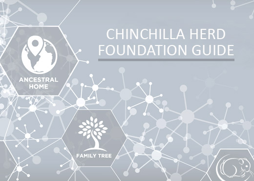 Feature Image for Chinchilla Breeding Herd Foundation Guidelines