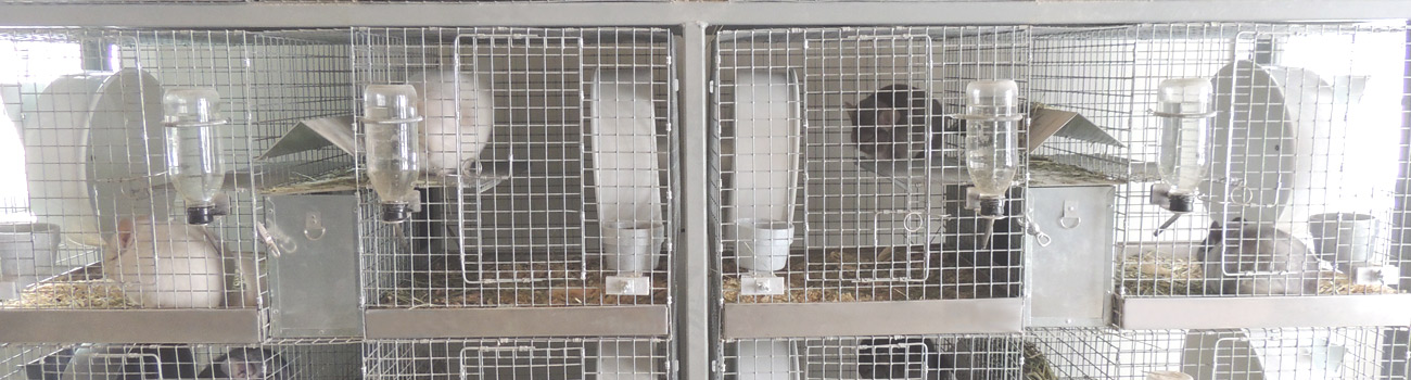 Feature Image for Chinchilla Breeding Herd Foundation Guidelines