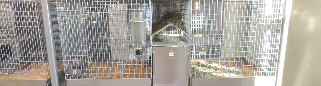 Feature Image for Types of Chinchilla Cages