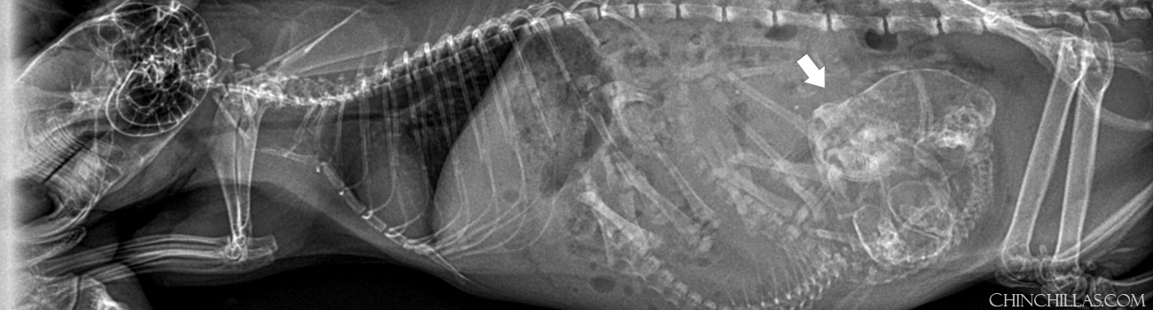 Feature Image for Chinchilla Dystocia and Cesarean - A Case Study