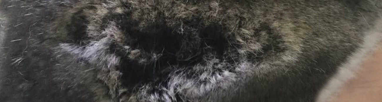 Feature Image for Chinchilla Fur Chewing