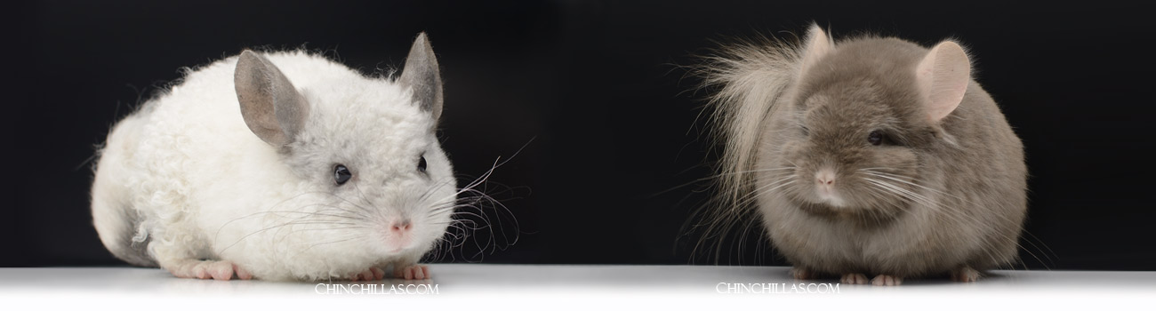Feature Image for Chinchilla Breeds