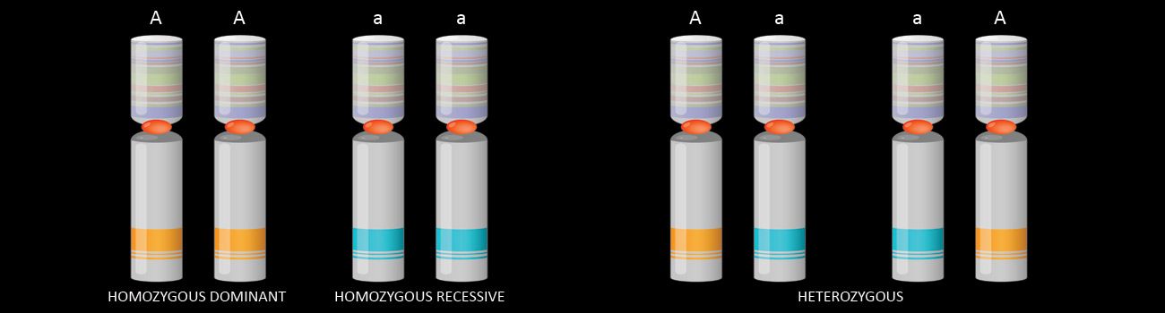 Feature Image for Chinchilla Color Mutation Percentage Charts
