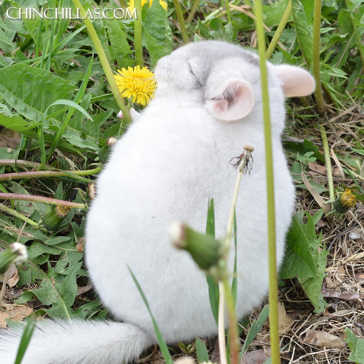 Dandelions - A Delicacy for Chinchillas