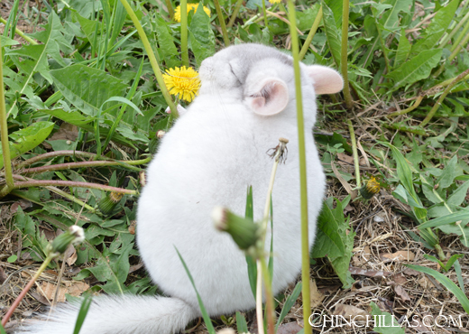 Feature Image for Dandelions - a Natural Chinchilla Prebiotic