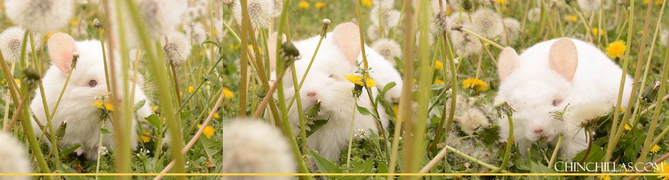 Feature Image for Dandelions - a Natural Chinchilla Prebiotic