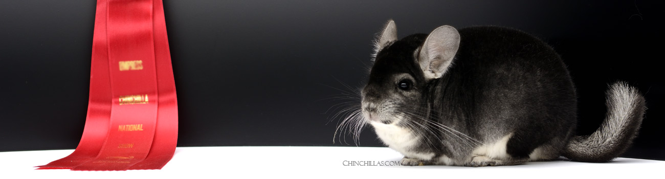 Feature Image for Show Quality Chinchillas