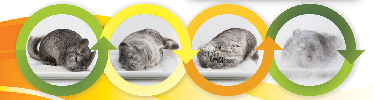 Feature Image for Chinchilla Dust