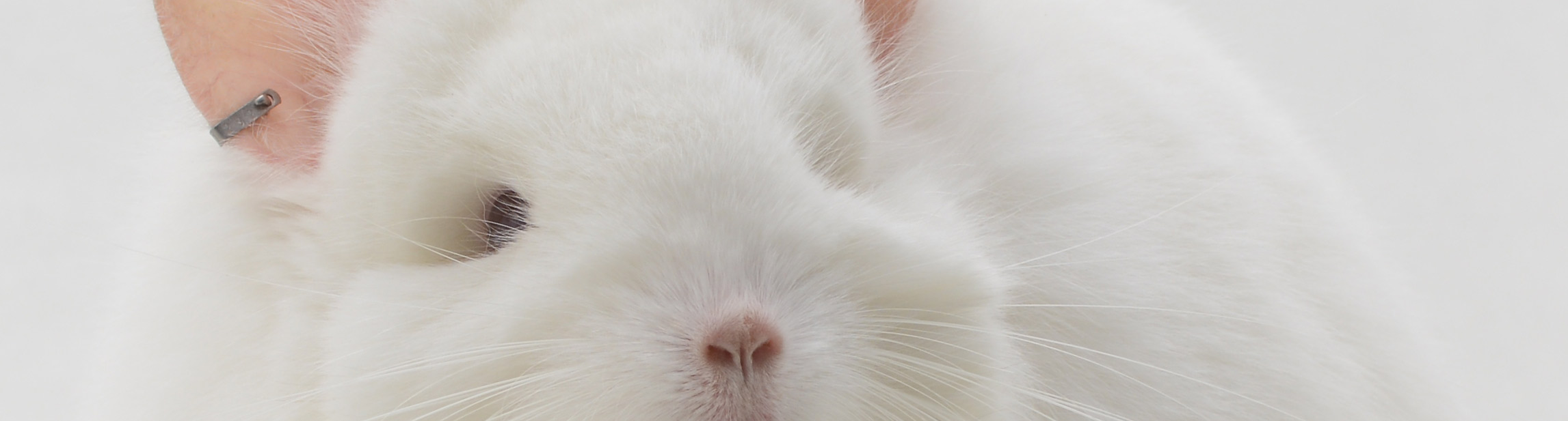 Feature Image for Chinchilla Ear Tags