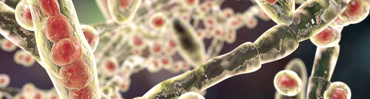 Feature Image for Chinchilla Fungal Infections