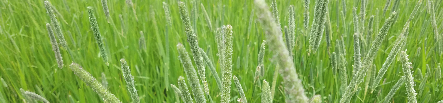 Feature Image for Chinchilla Hay, Feed, and Supplements