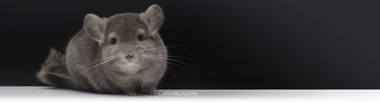 Feature Image for Mutation Hybrid Chinchillas