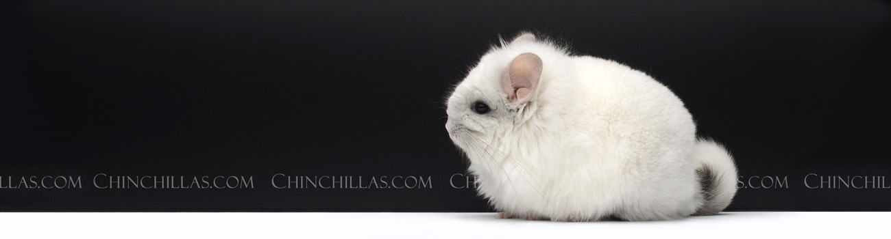 Feature Image for Chinchilla Purchasing & Guarantees