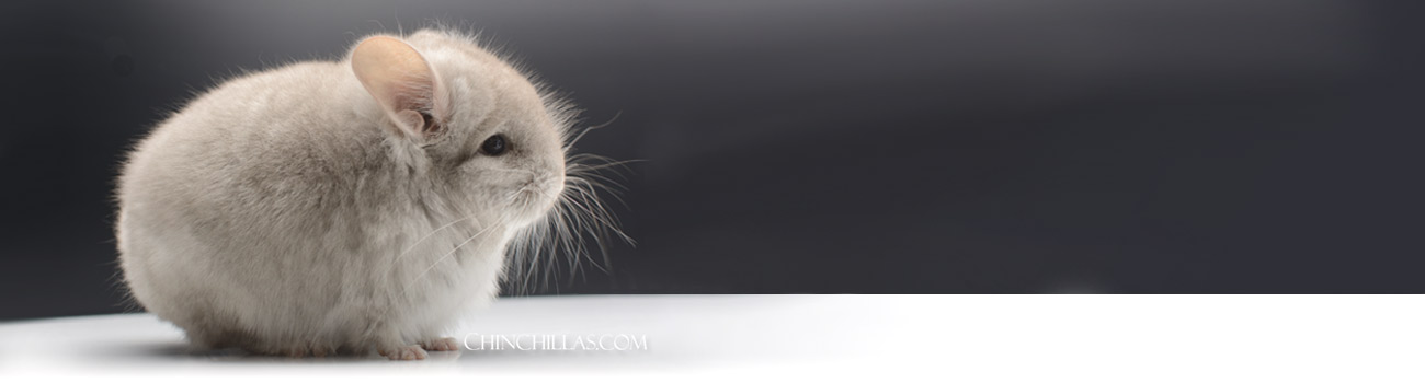 Feature Image for Standards of Chinchilla Care