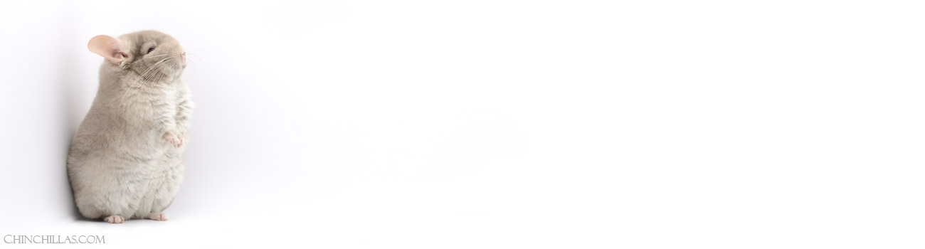 Feature Image for Temperament and Handling of Chinchillas