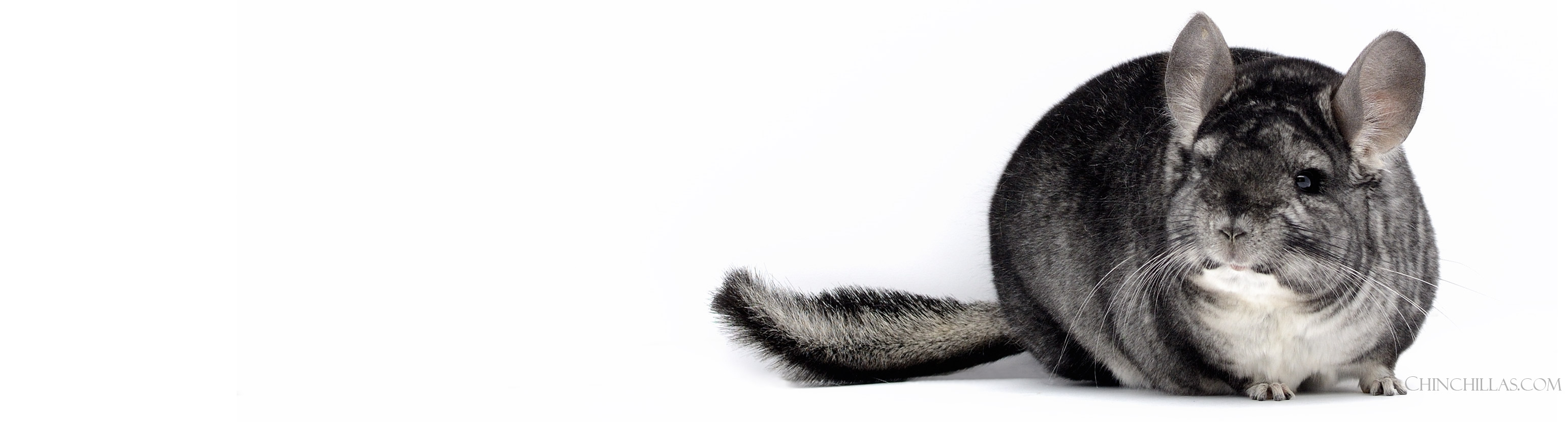 Feature Image for Chinchilla Grading Terminology