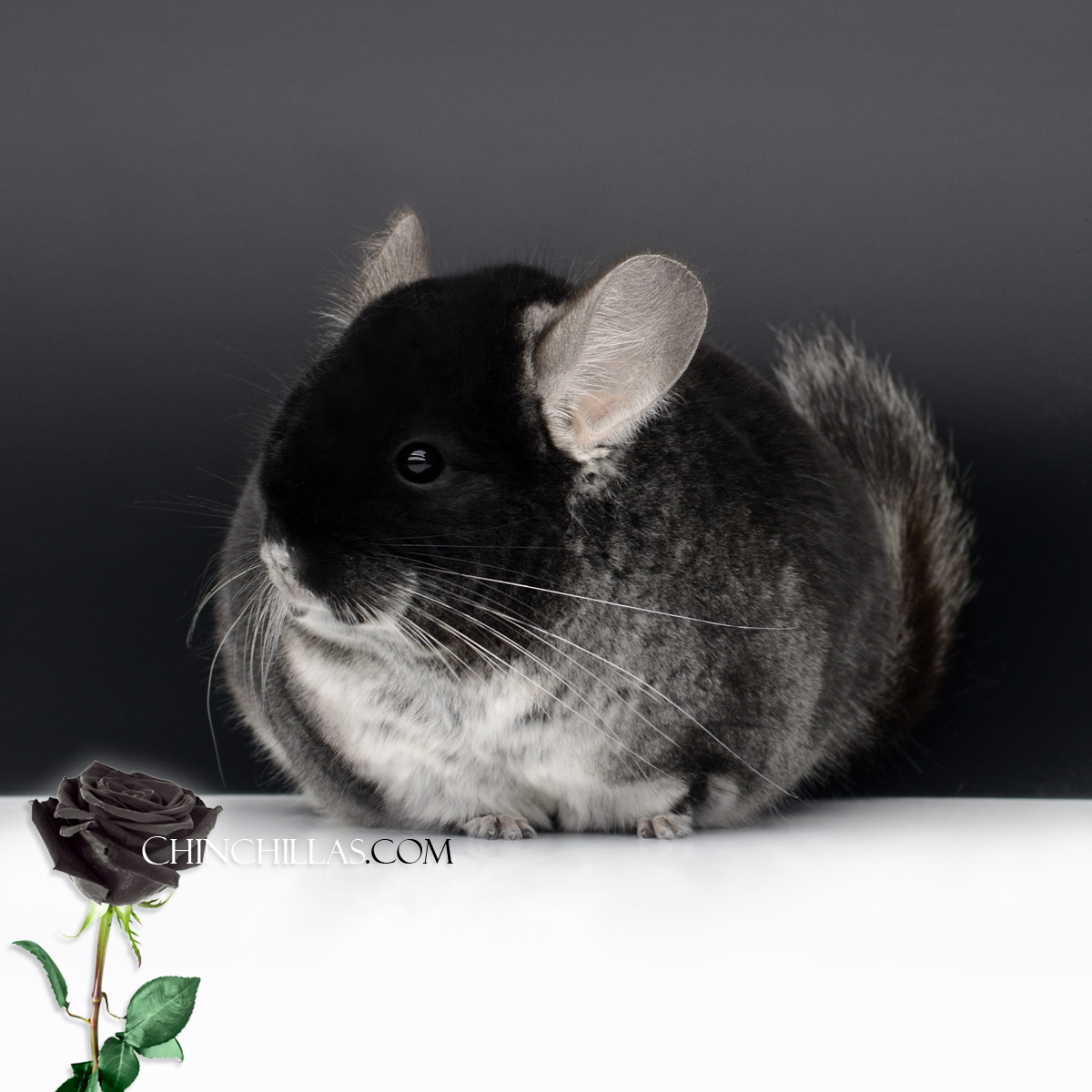 Remembering Robert Gunning's Contribution to the Black Velvet Chinchilla