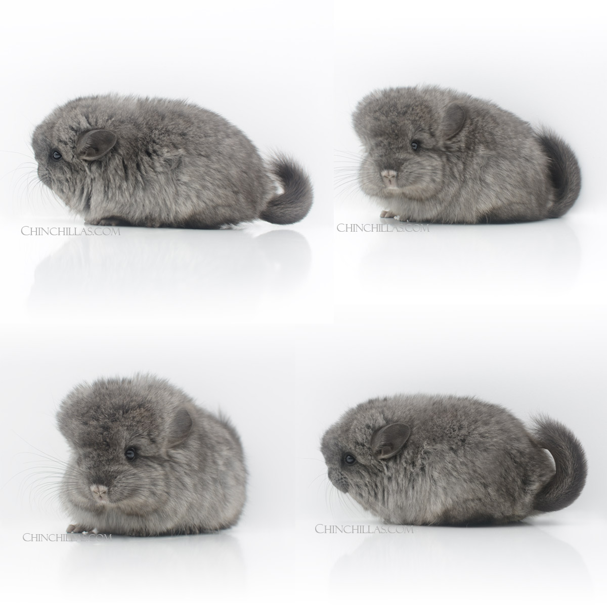 Neubauer Line-bred Royal Persian Angora Chinchilla
