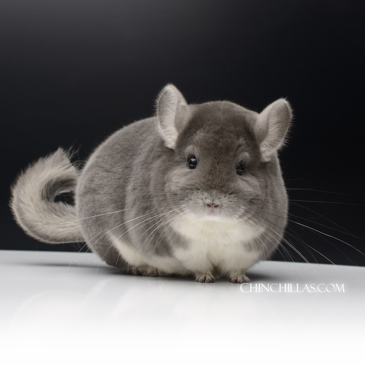 Mr. X and the Violet Chinchilla, Part 1 Now Live