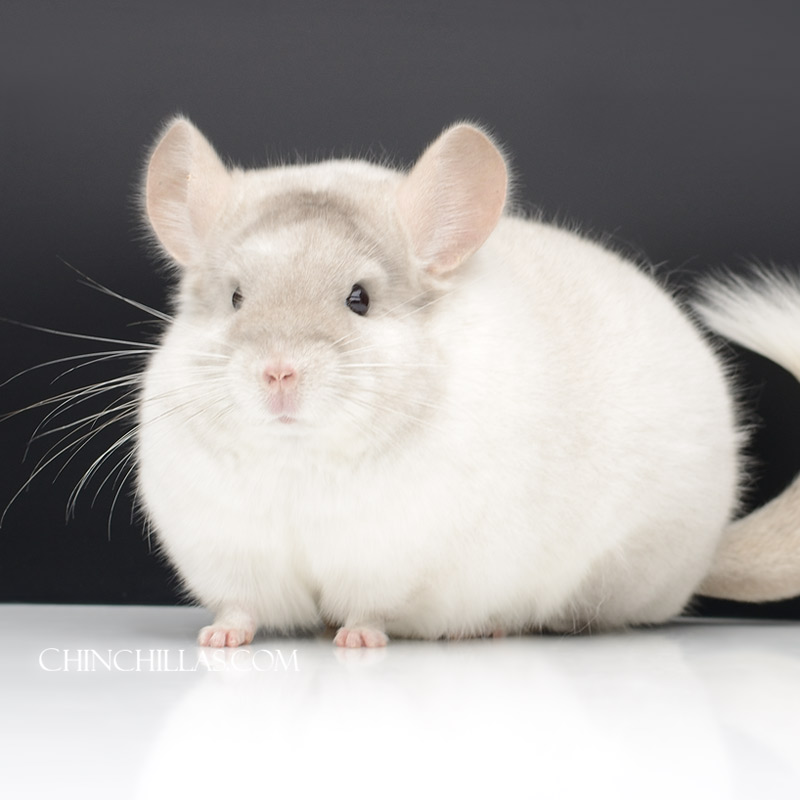 Large Blocky Herd Improvement Quality Pink White Male Chinchilla
