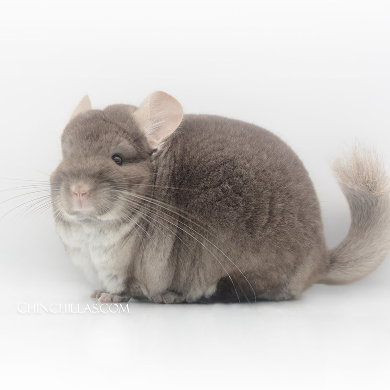 Large Blocky TOV Beige ( Royal Persian Angora carrier ) Female Chinchilla