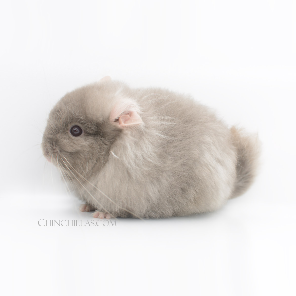 TOV Tan Royal Persian Angora Chinchilla w/ White Lion Mane