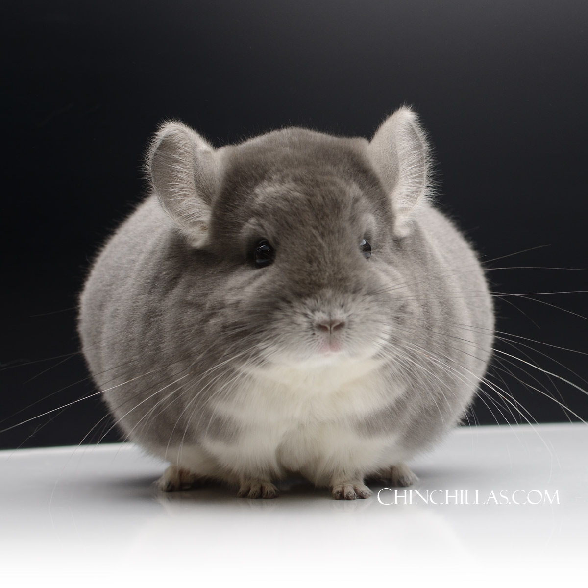 Realizing Maximum Genetic Potential in the Chinchilla