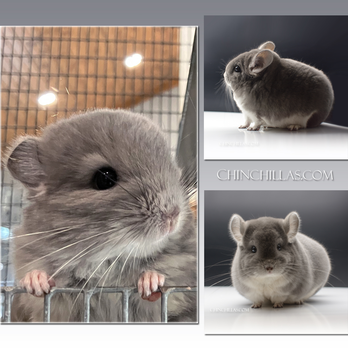 New Violet Chinchilla Kits