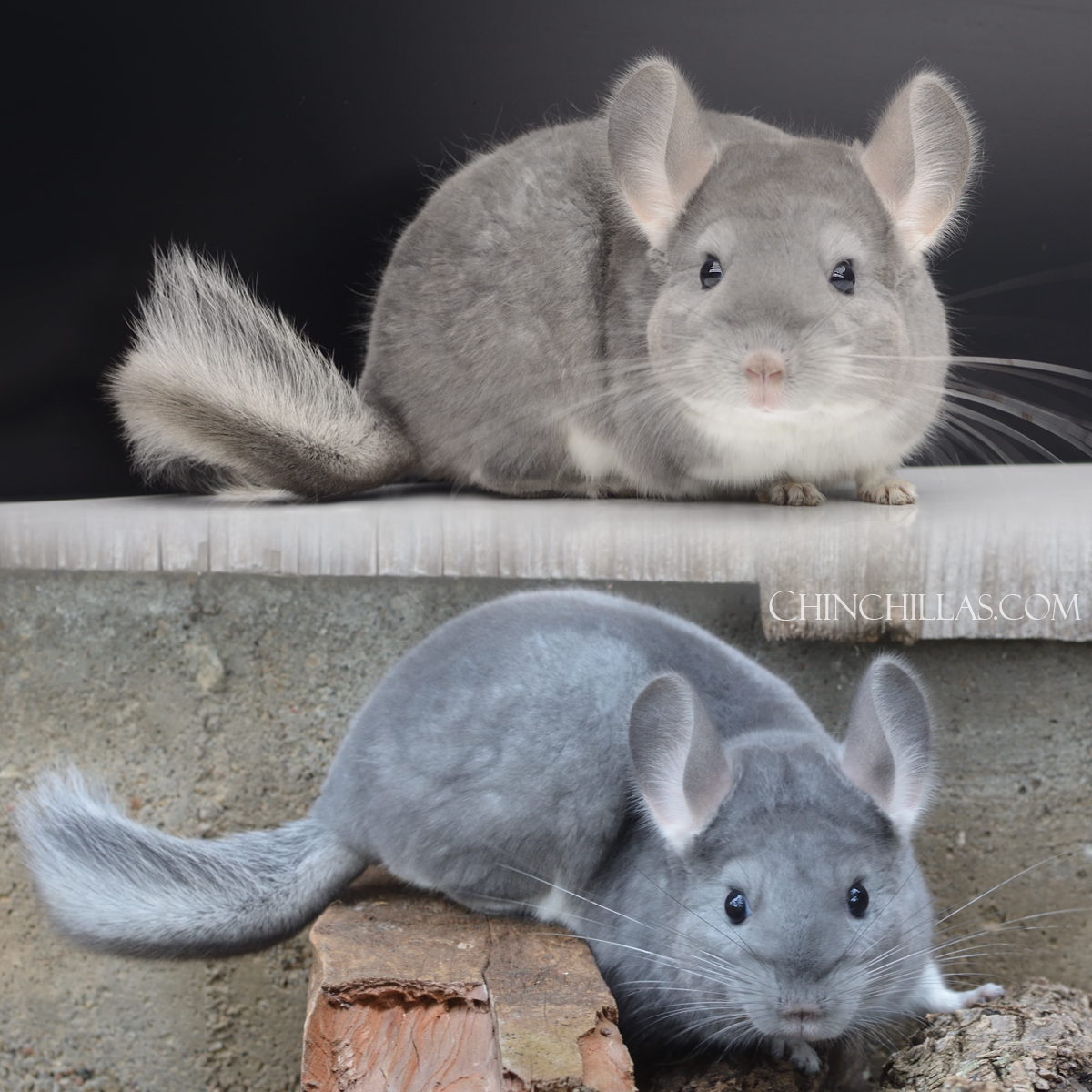 Blue Diamond Female Chinchilla in Natural Sunlight