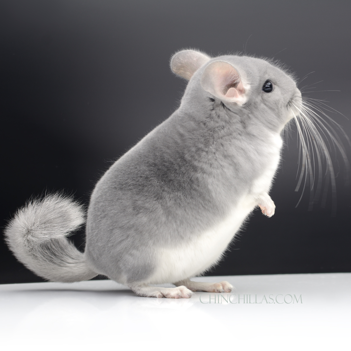 076 Exceptional Blue Diamond Male Chinchilla