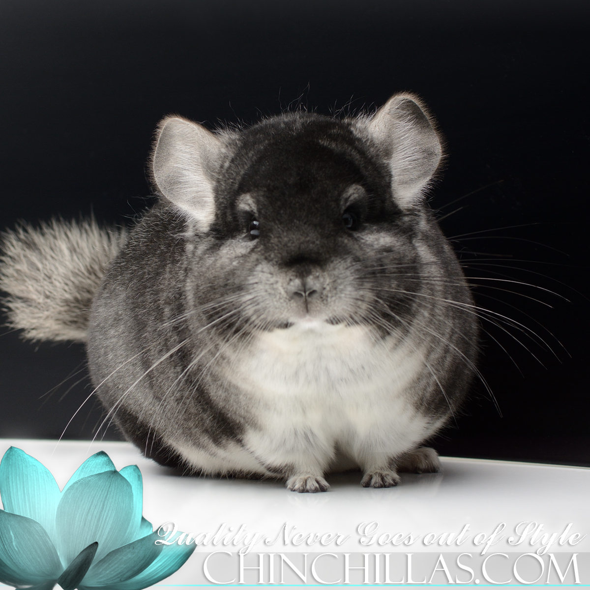 Quality Never Goes out of Style