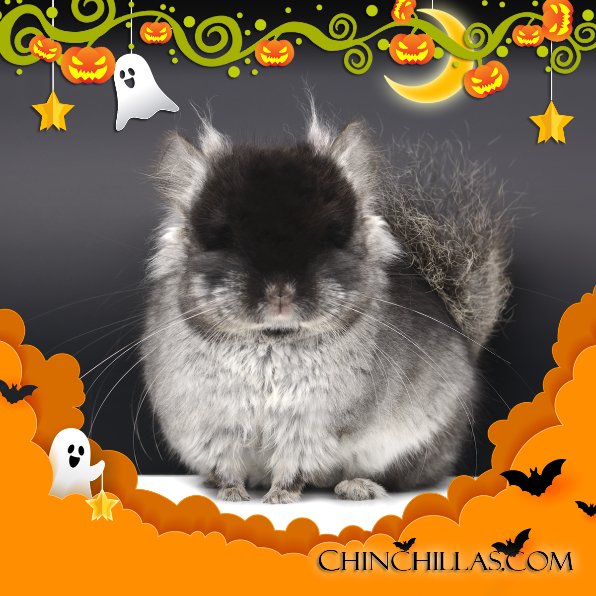 Black Velvet ( violet carrier ) Royal Persian Angora chinchilla