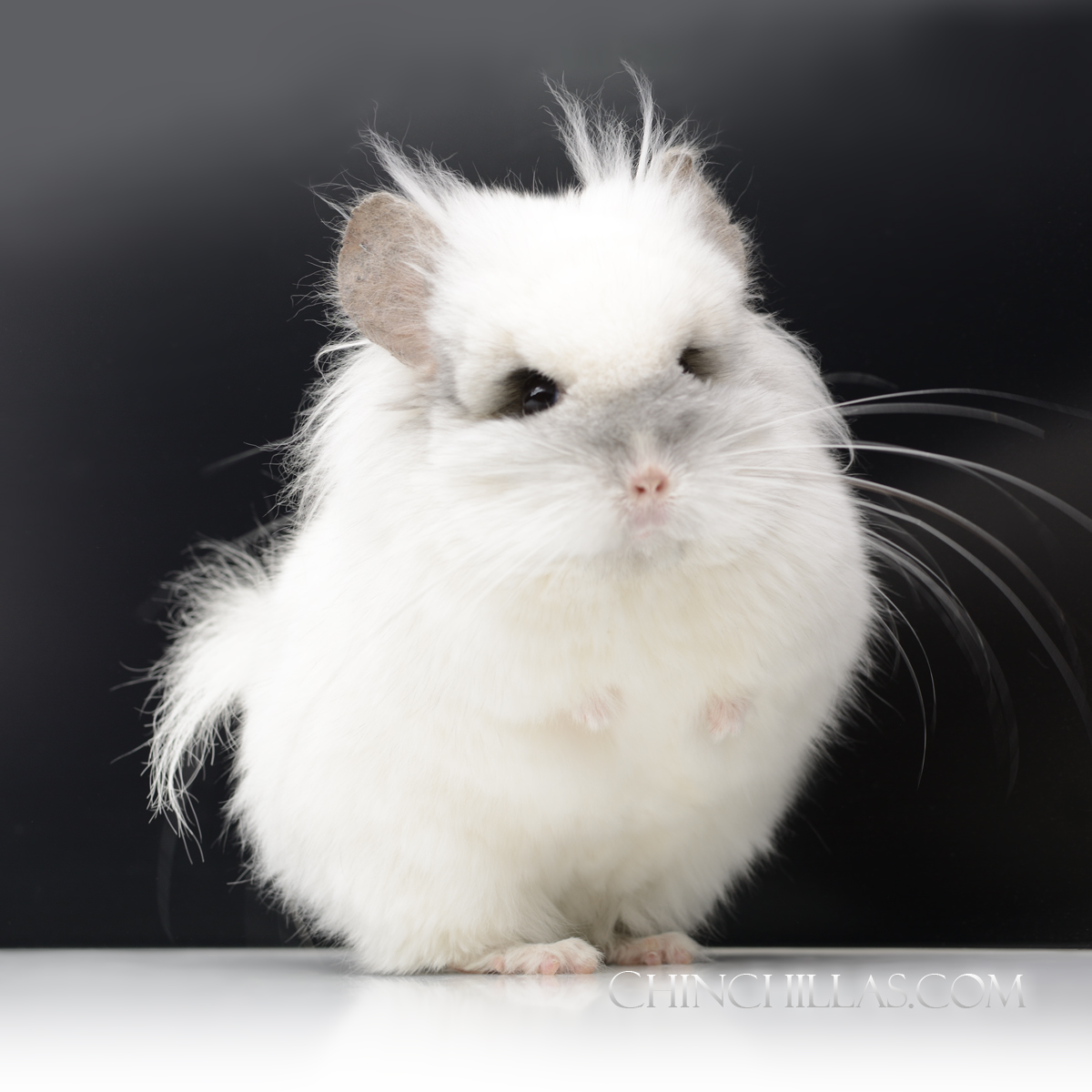 Darkness can­not dri­ve out dark­ness; only light can do that