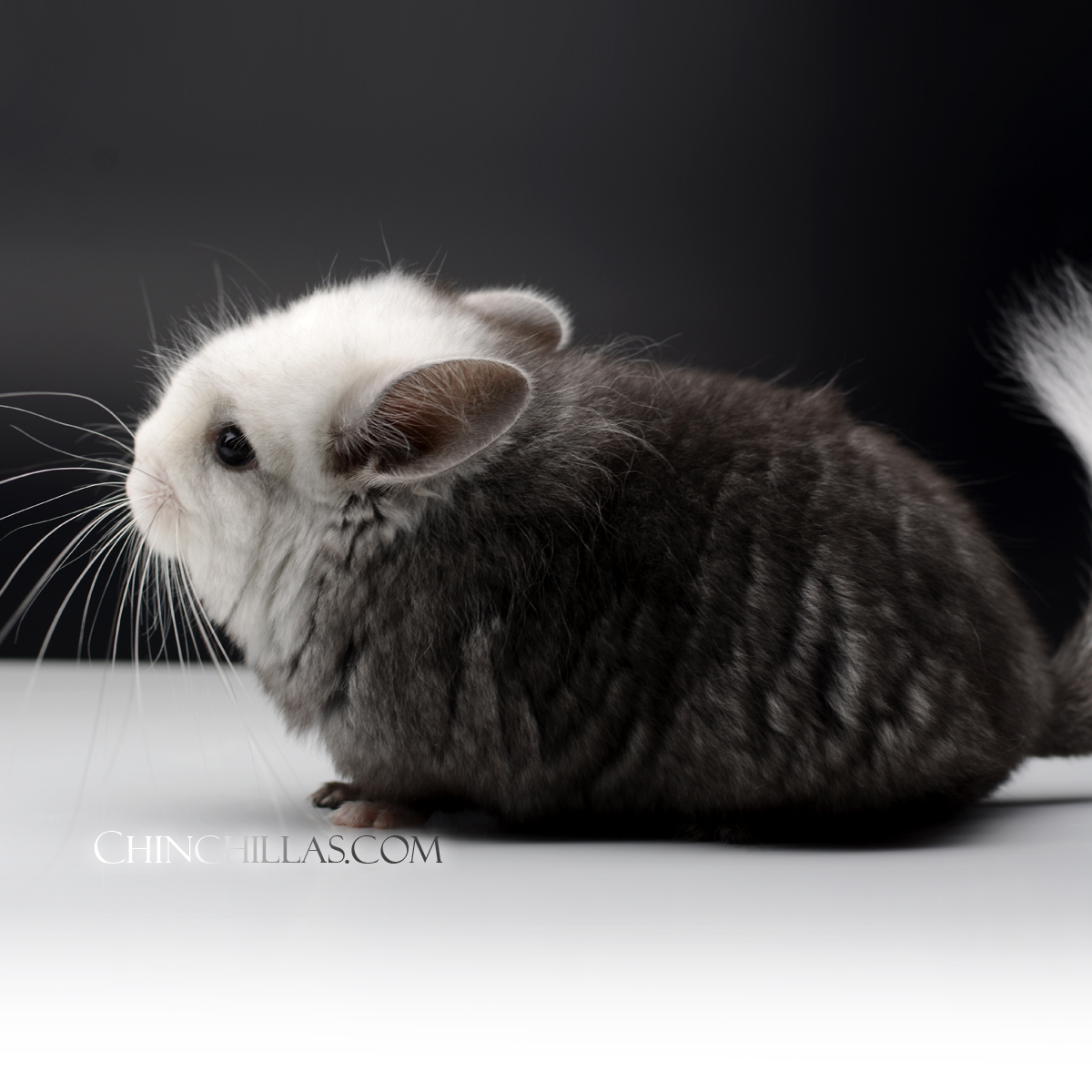 Extreme Ebony and White Mosaic Royal Persian Angora Chinchilla