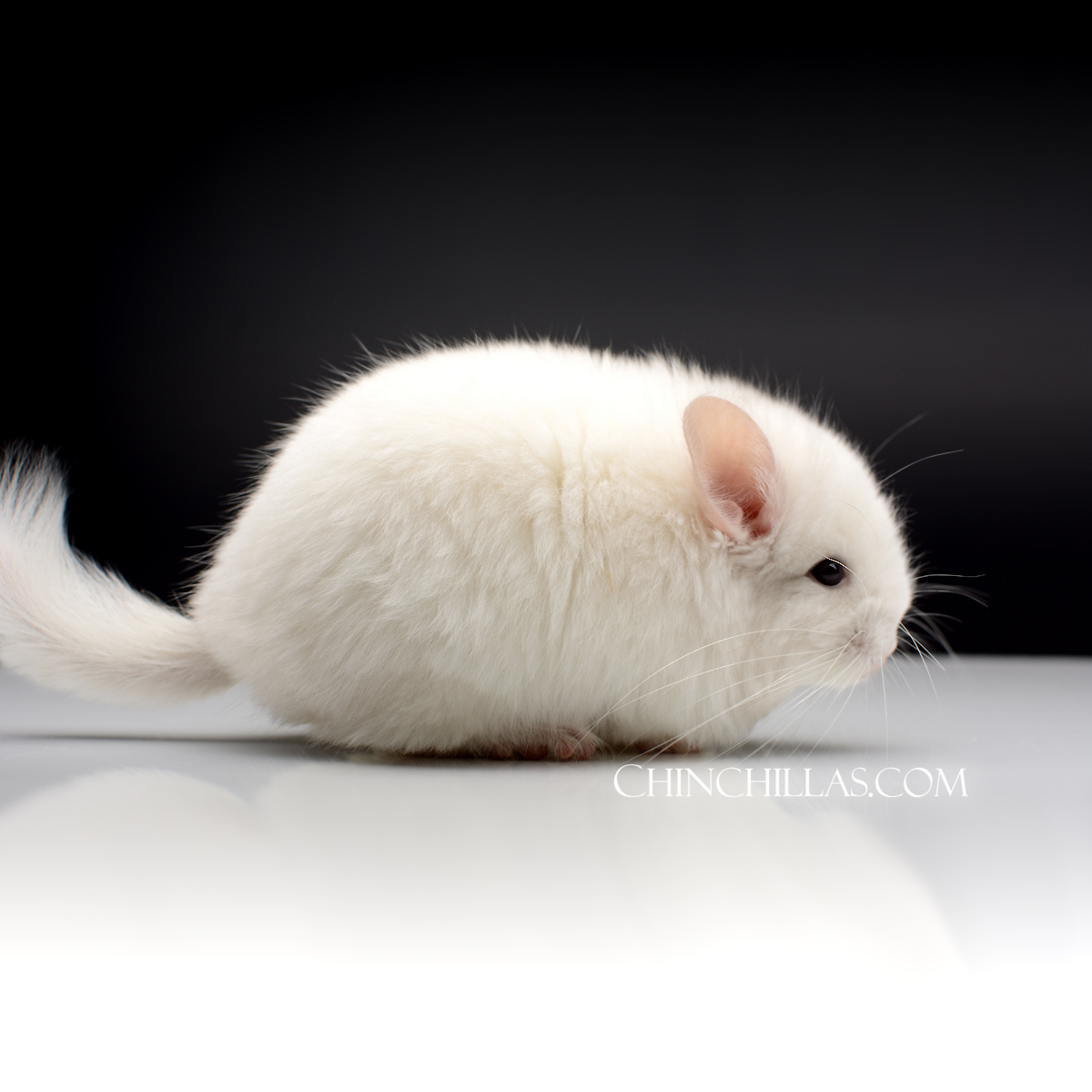 Naming Contest Entry 107 Pink White Royal Persian Angora Female Chinchilla