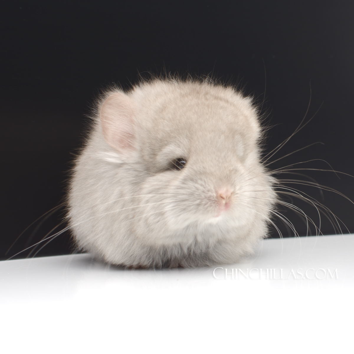Naming Contest Entry 108 Beige Royal Persian Angora Male Chinchilla