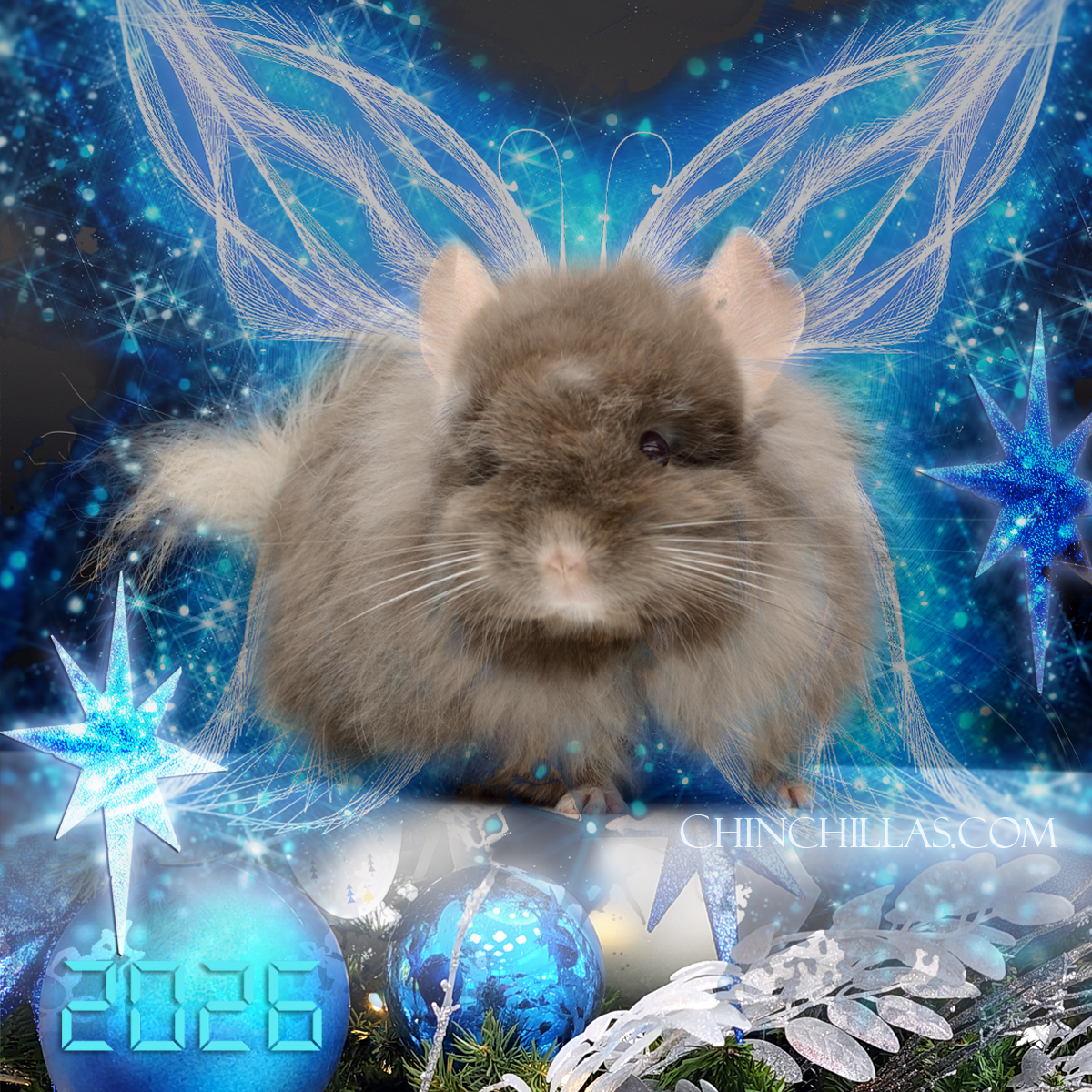 Chinchilla Magic 2026 - G3 Royal Imperial Angora Female Chinchilla