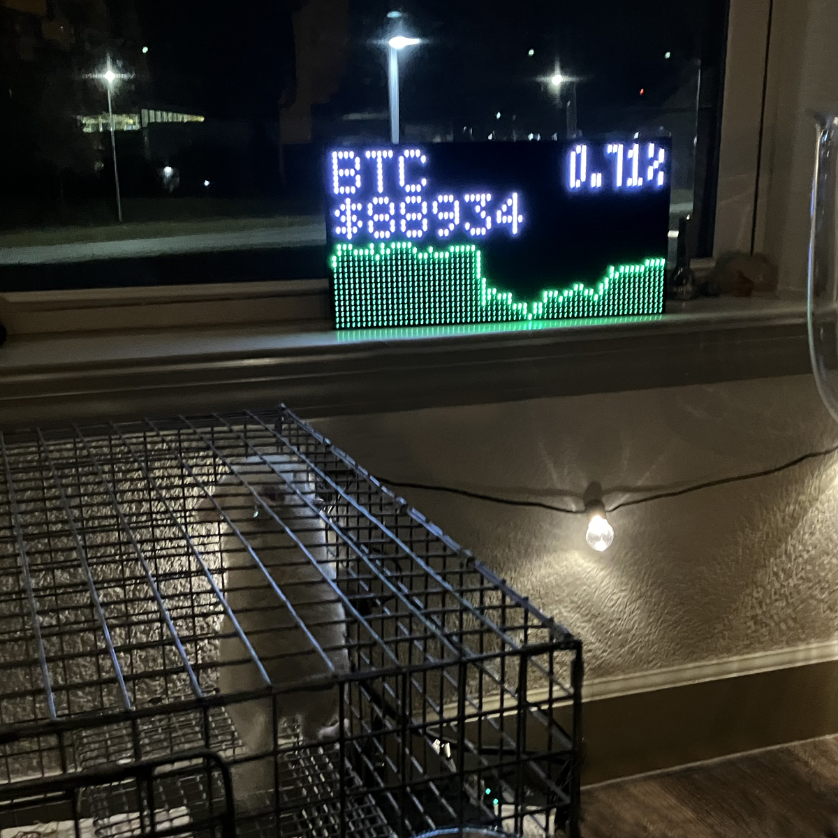 Satoshi - Goldbar Male Chinchilla