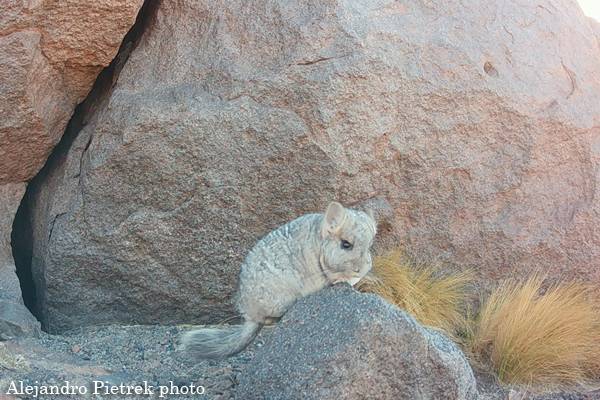 wild Chinchilla chinchilla brevicaudata native bunch grass Alejandro Pietrek Argentina photo