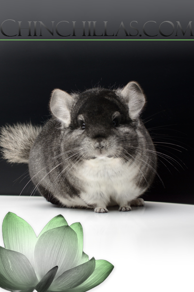 chinchilla chinchillas chinchillas.com