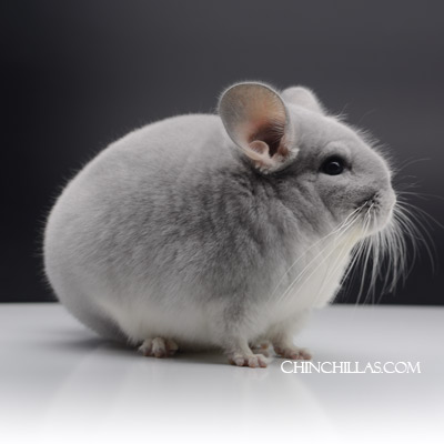 chinchilla breeds blue diamond chinchillas