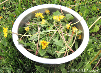 chinchilla treats supplements dandelion leaves flowers 