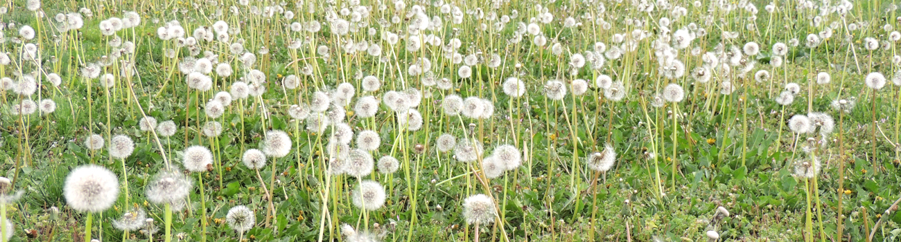 chinchilla treats supplements dandelion field bloom flowers prebiotic