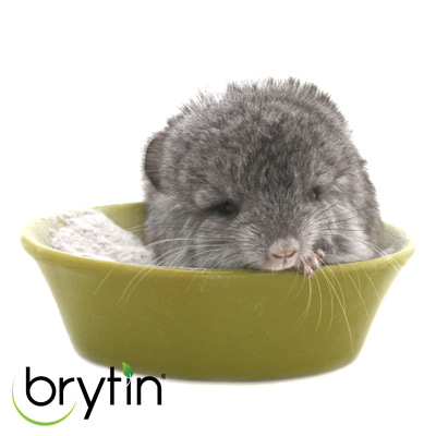 chinchilla dust bath Brytin inert native volcanic ash