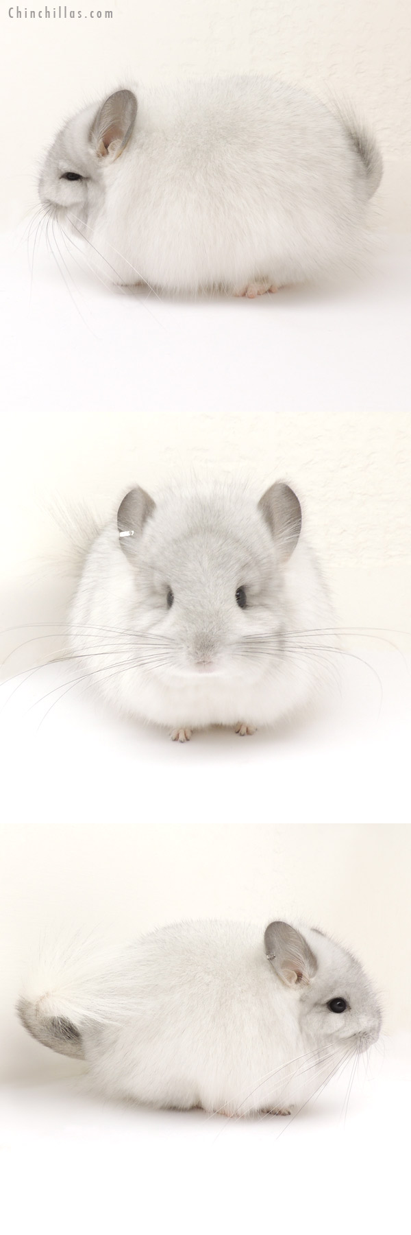 Chinchilla or related item offered for sale or export on Chinchillas.com - 13306 Exceptional Silver Mosaic Royal Persian Angora Female Chinchilla