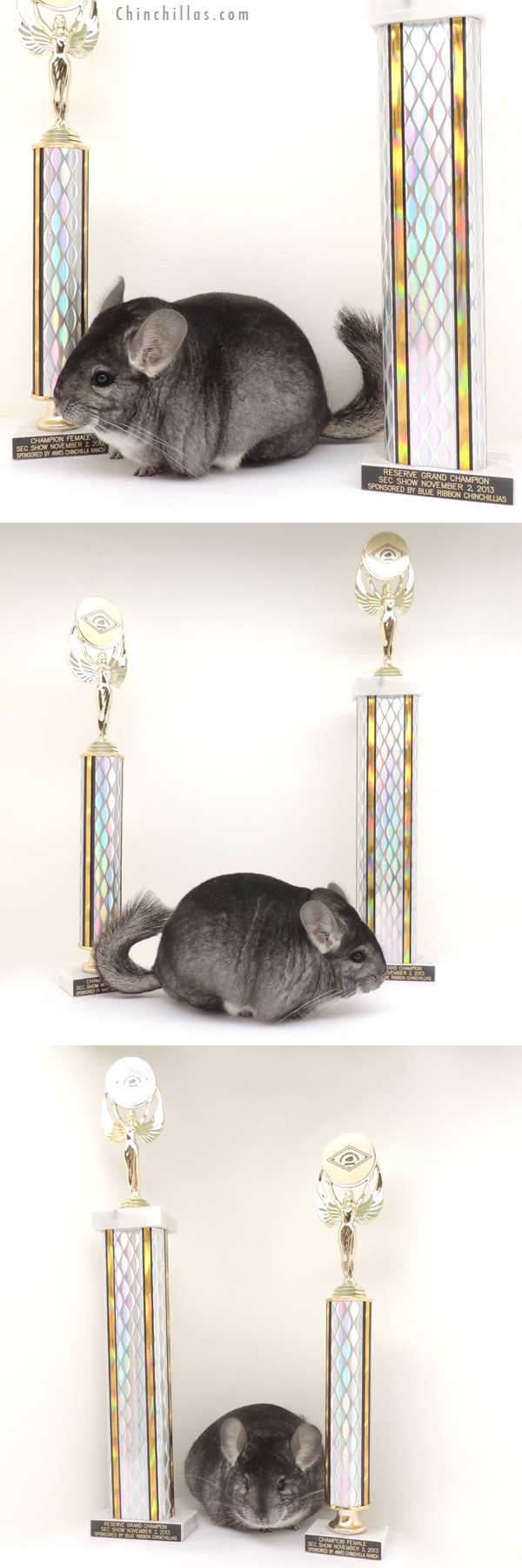 13381 Large Standard Female Chinchilla, Reserve Grand Show Champion
