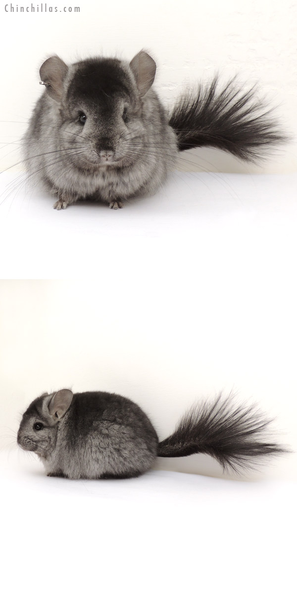 Chinchilla or related item offered for sale or export on Chinchillas.com - 14055 Ebony Royal Persian Angora Female Chinchilla